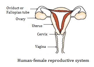 CBSE notes Class 10 Chapter 8 image - 12