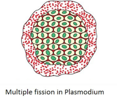 CBSE notes Class 10 Chapter 8 image - 2