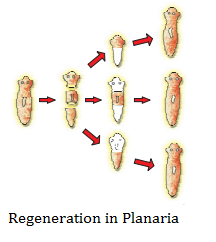 CBSE notes Class 10 Chapter 8 image - 4