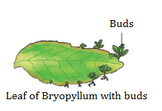 CBSE notes Class 10 Chapter 8 image - 6