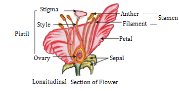 CBSE Class 10 Science Chapter 8 How Do Organisms Reproduce? Notes