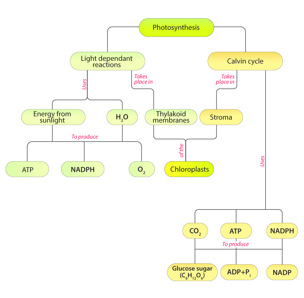 Photosynthesis Concept Map Answers Map Of Florida