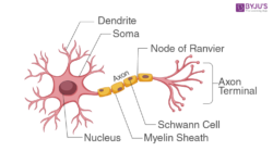 Human Nerve Cell Labeled Diagram - From the Ground