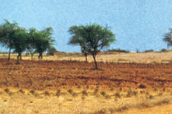 Arid Soils