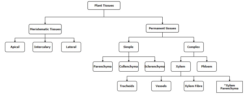 Xylem Parenchyma: Structure, Function, Elements of Xylem