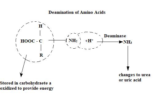 Deamination of Amino Acids