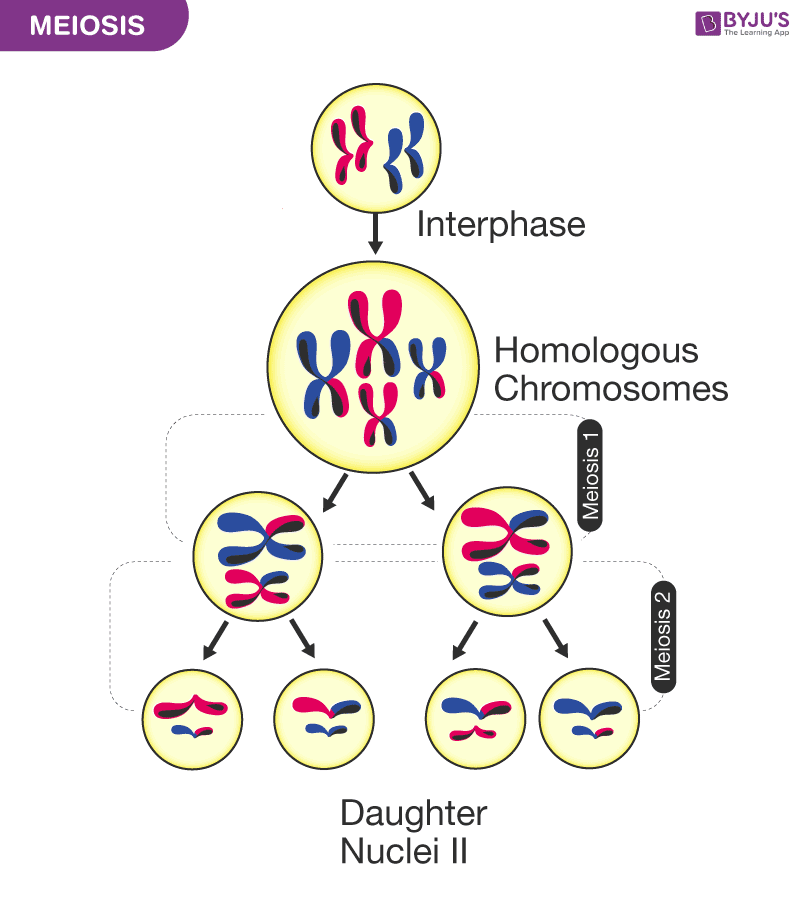 biology homework meiosis