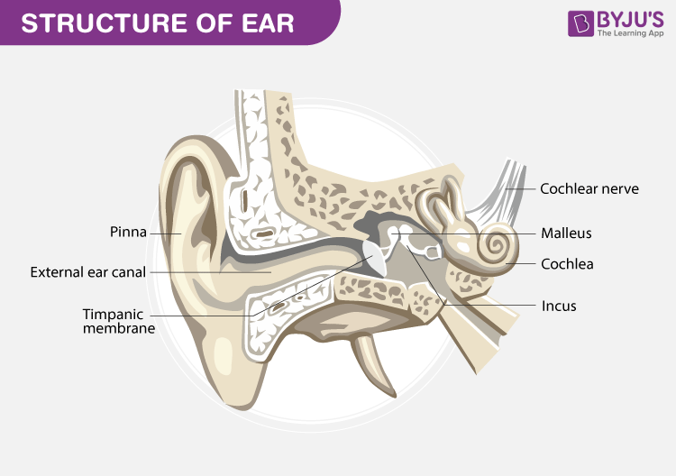 human ear diagram unlabelled