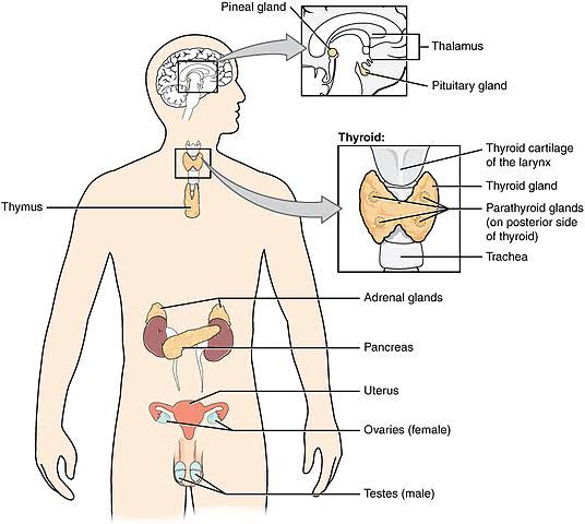 Endocrine system