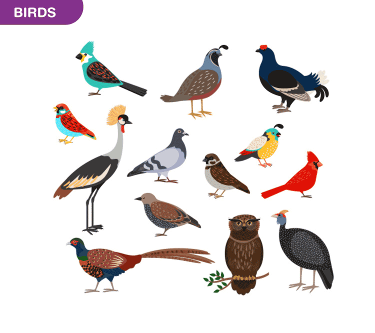 Ornithology- An Overview of Ornithology and its Significances