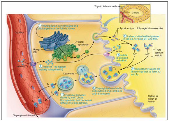 Synthesis of Thyroid hormone