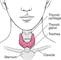 Thyroid gland