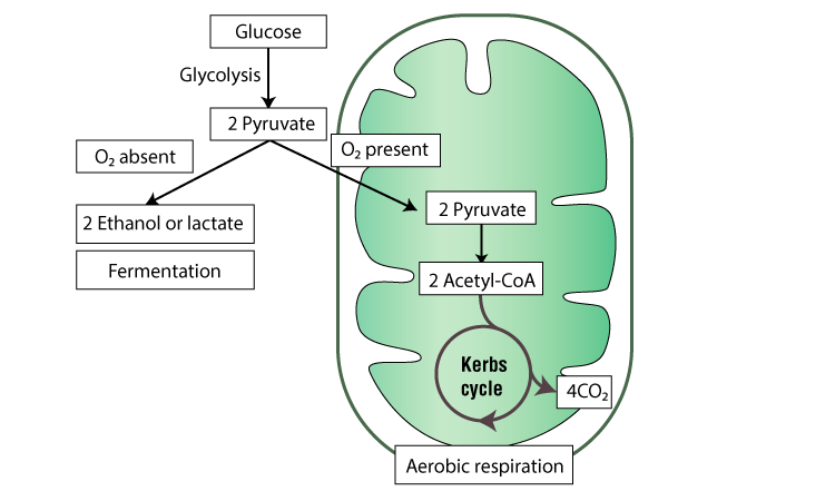 Aerobic and Anaerobic respiration