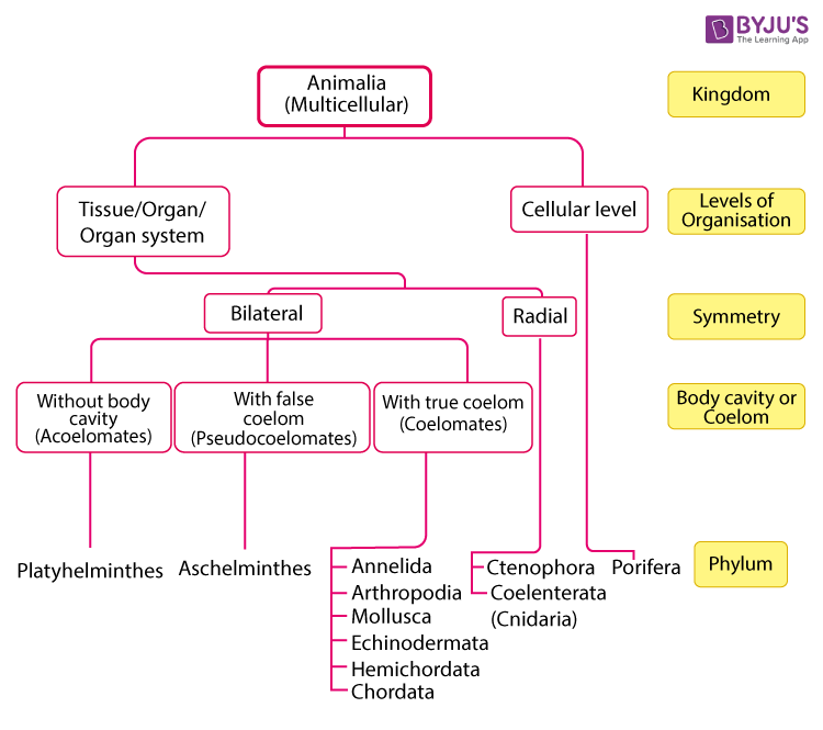 classification of animals kingdom phylum