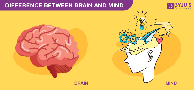 Important Difference Between Brain and Mind