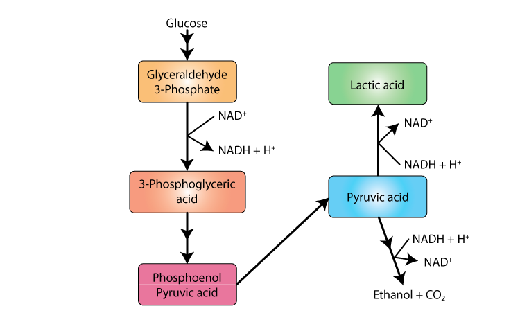 lactic acid fermentation equation