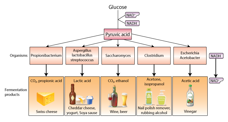 Process Flow Diagram Fermentation Fermentation Process