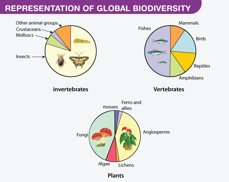 Biodiversity Introduction Graphic Organizer. Diversity of Species Level of  variety varies in different ecosystems Not all species on Earth have been  identified. - ppt download