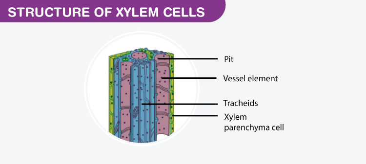 Xylem Tissue Diagram