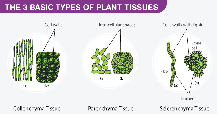 Parenchyma Cells Definition Structure Types Functions