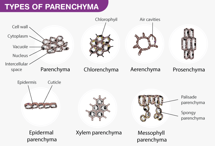 Parenchyma cells Definition Structure Types Functions