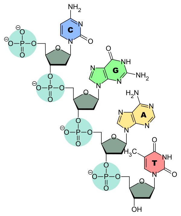 A nucleotide chain A nucleotide chain