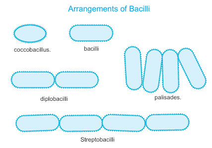 Morphology, Different shapes of bacterial cell