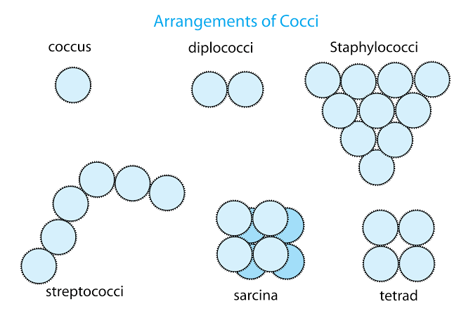 bacteria shapes and arrangement explained