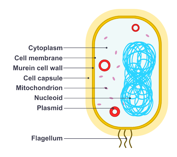 Bacteria cell