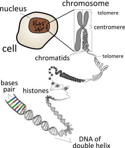 chromosome structure labeled