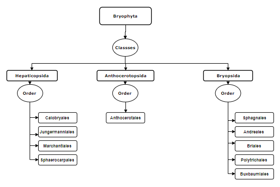 Classification bryophyta