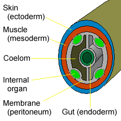 Formation of the body cavities