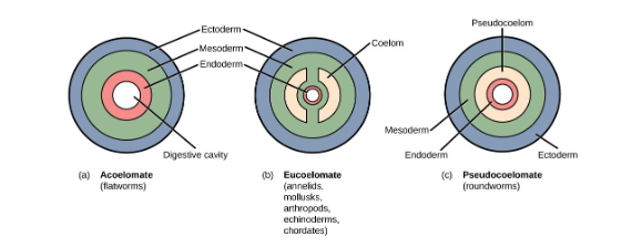 types of coelom