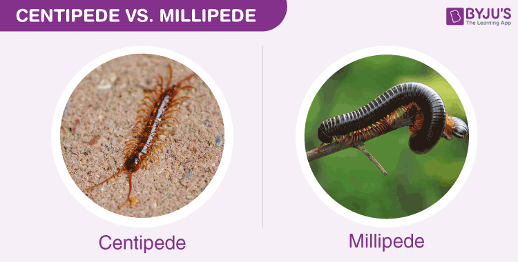 millipede vs centipede