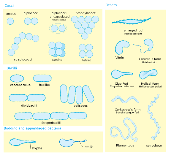 Morphology, Different shapes of bacterial cell