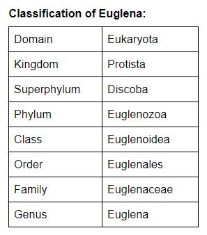 Euglena: Structure, Diagram, Characteristics, Classification