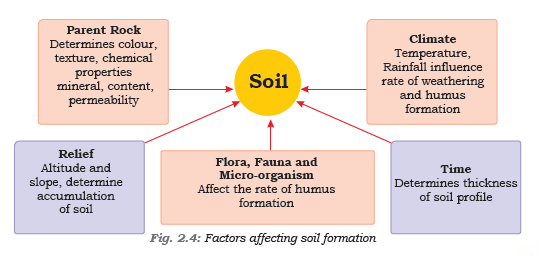 Factors Affecting Soil Formation 