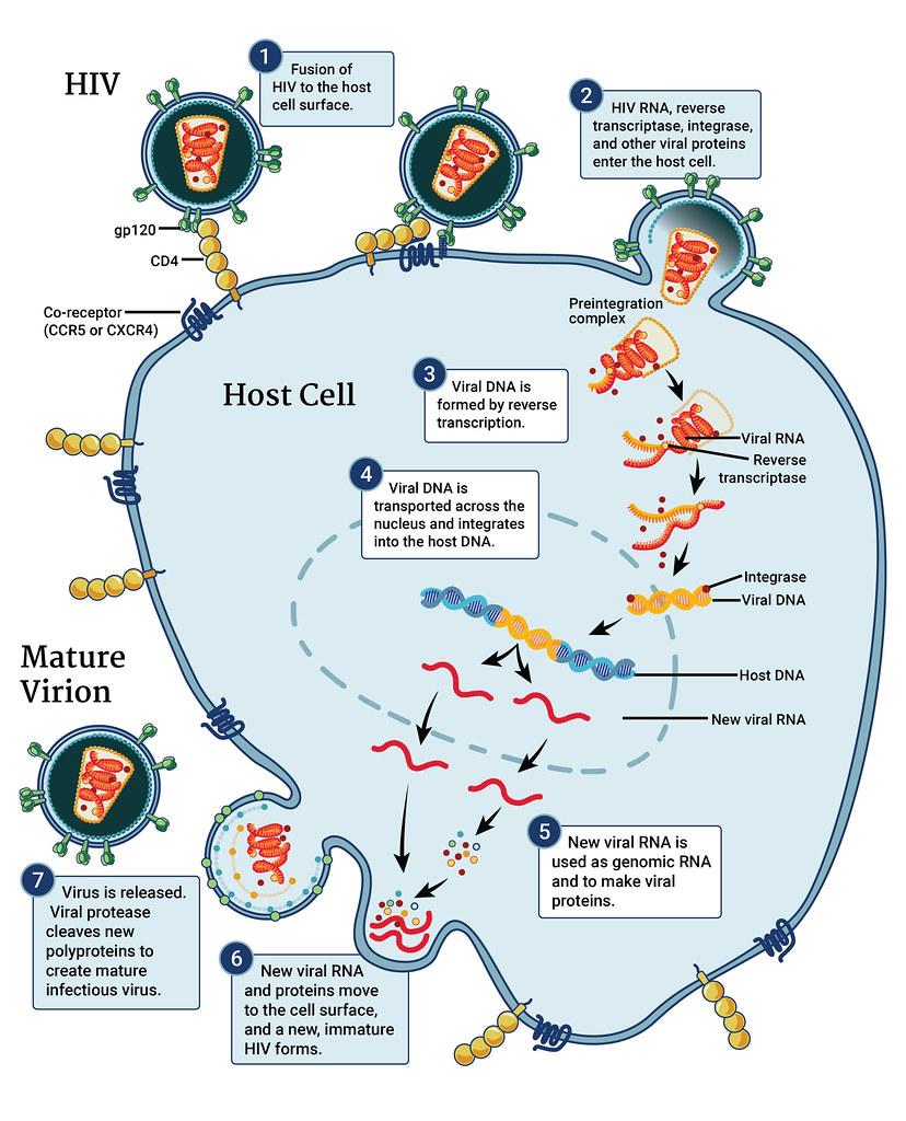 HIV virus replication cycle