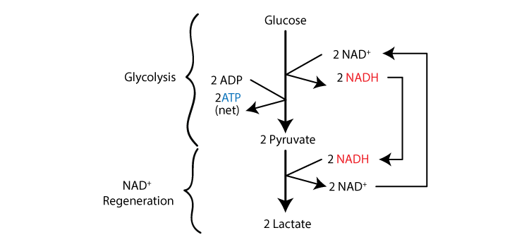 Lactic acid Fermentation