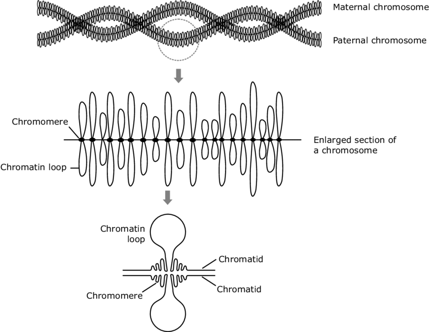 Lampbrush Chromosome