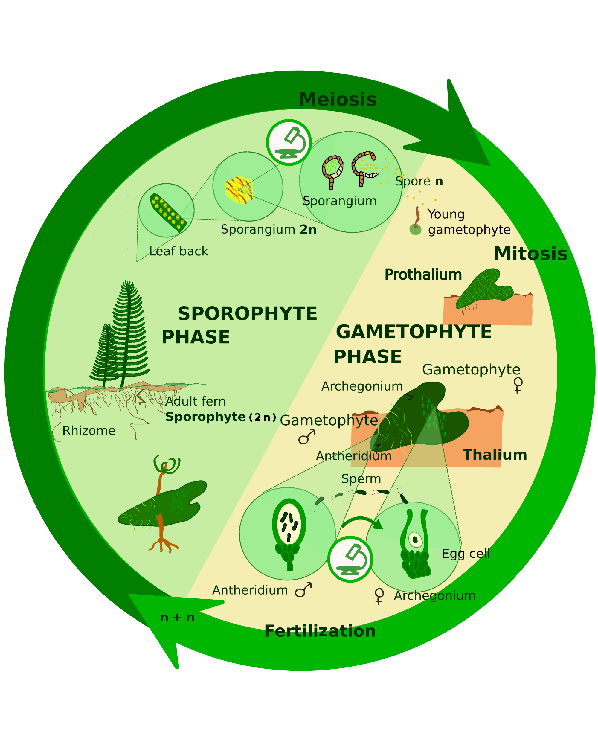 life cycle of bryophytes