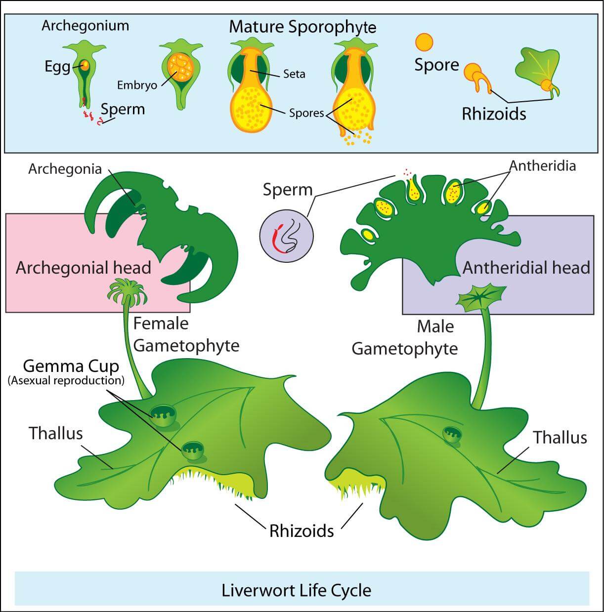 Marchantia (liverworts)