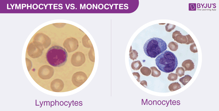 Monocyte and lymphocytes differences