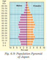 Population Pyramid of Japan