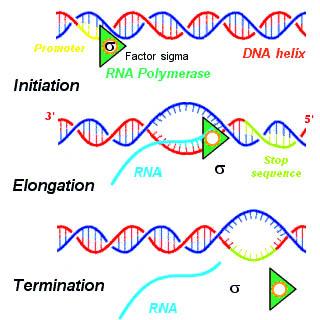 Process of transcription in bacteria