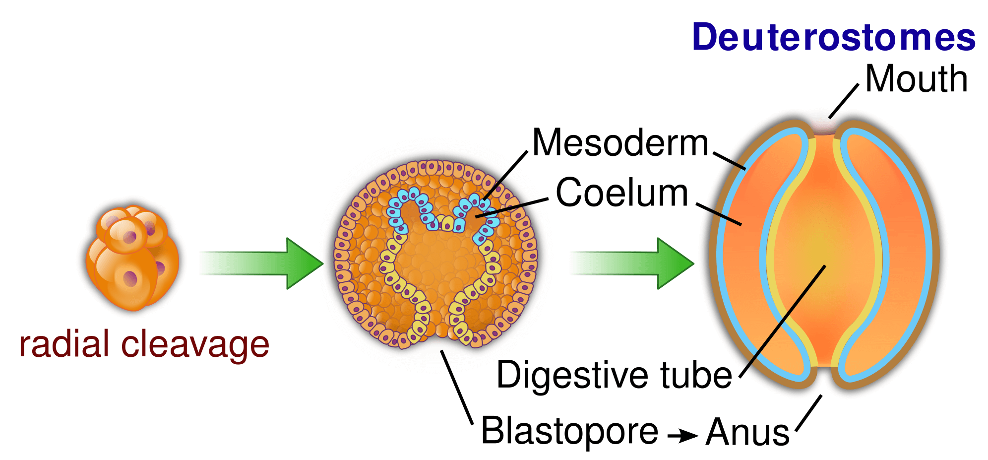 Radial cleavage in deuterostomes