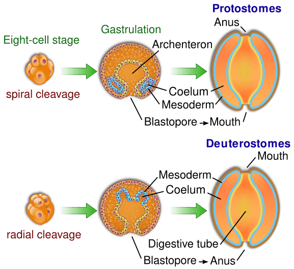 Schizocoelom- Protostomes Eneterocoelom- Deuterostomes