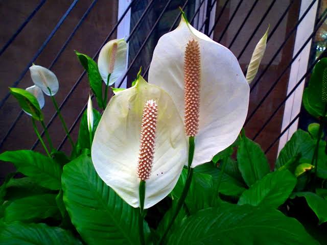 spadix inflorescence in Anthurium