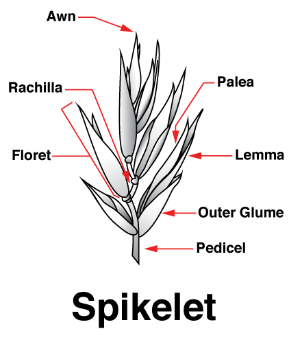 inflorescence spikelet