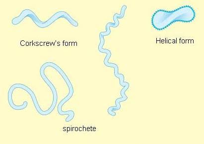 three shapes of bacteria